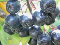 aronia